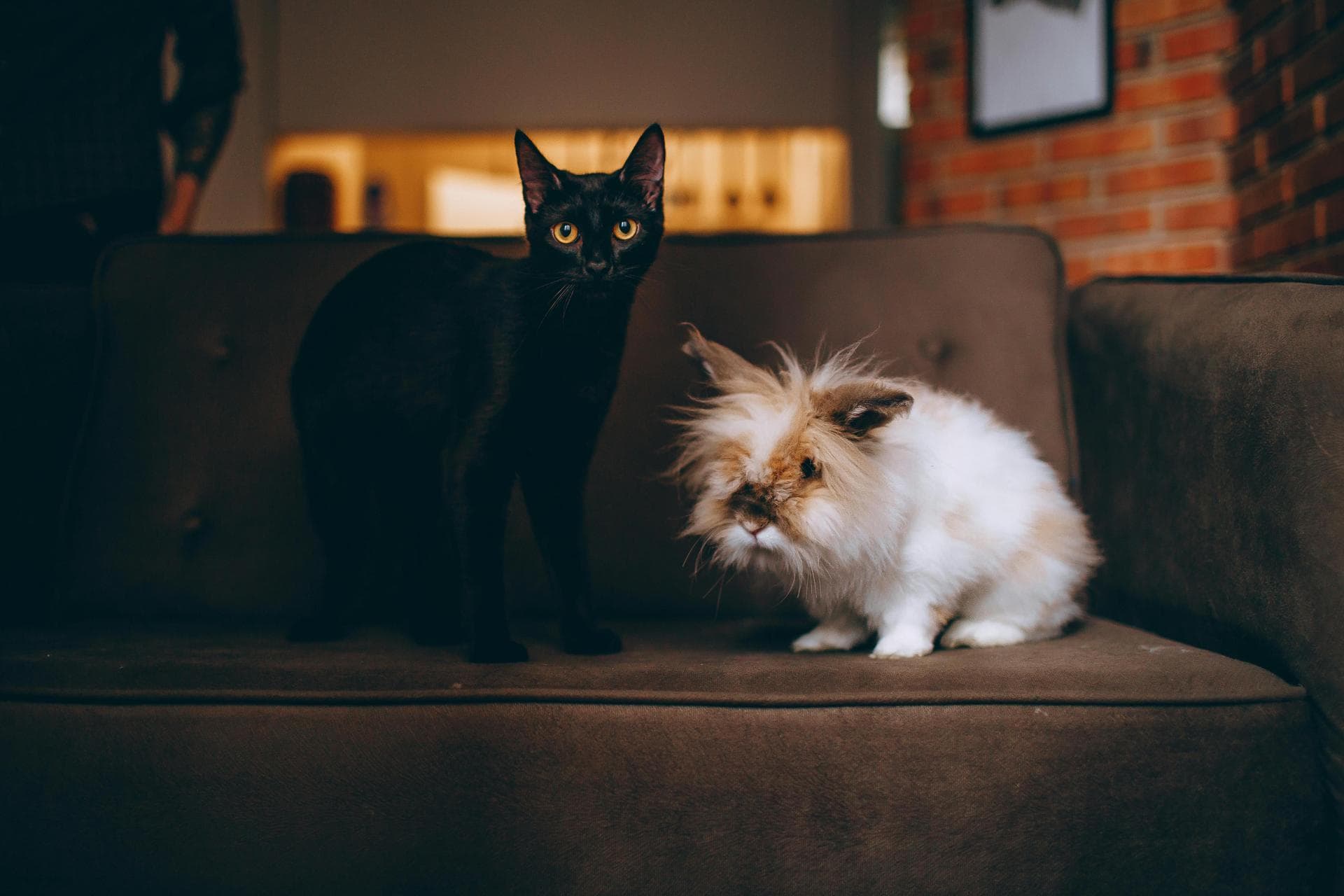Dog & Cat Vets in Birmingham