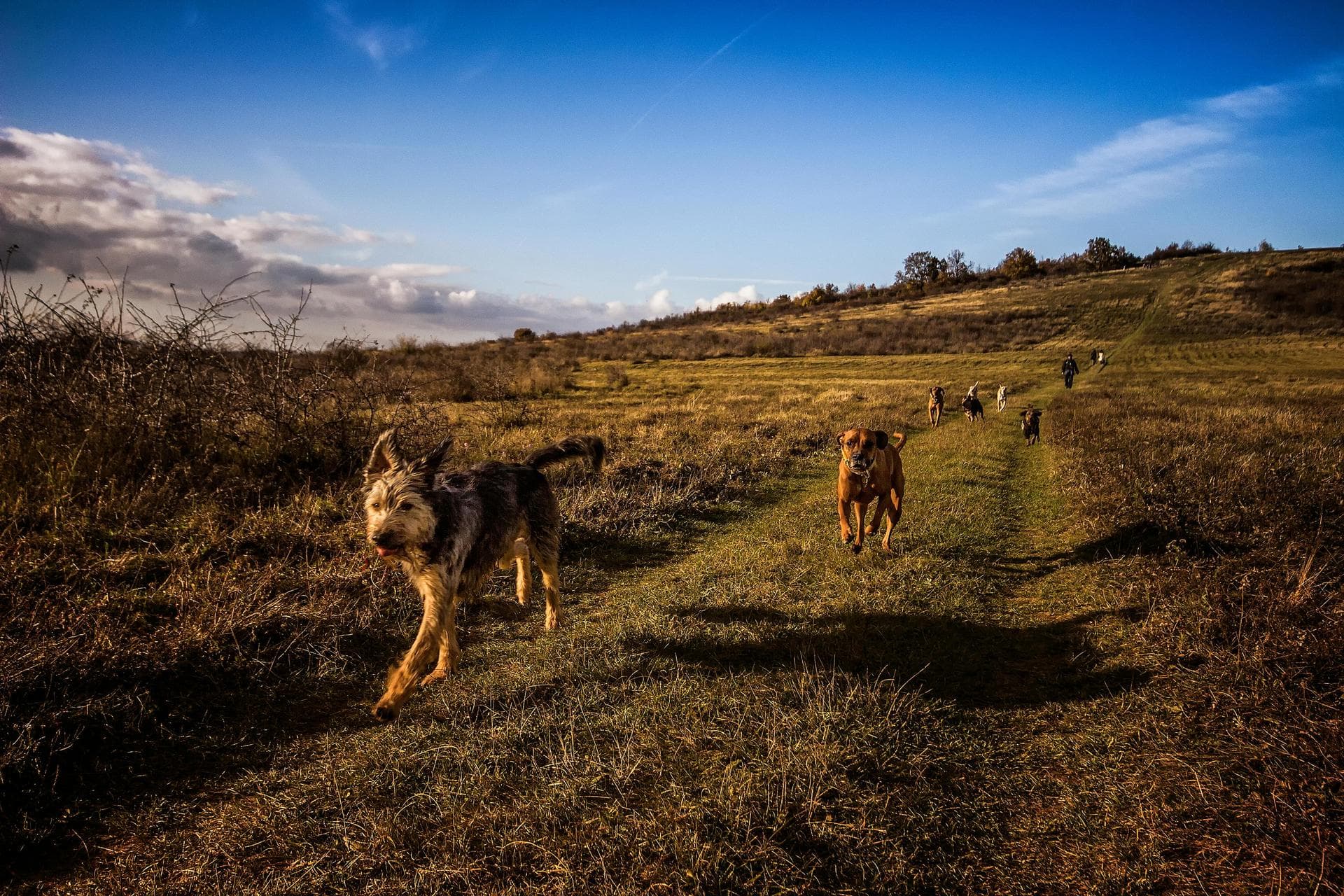 Specialist Vets in Birmingham