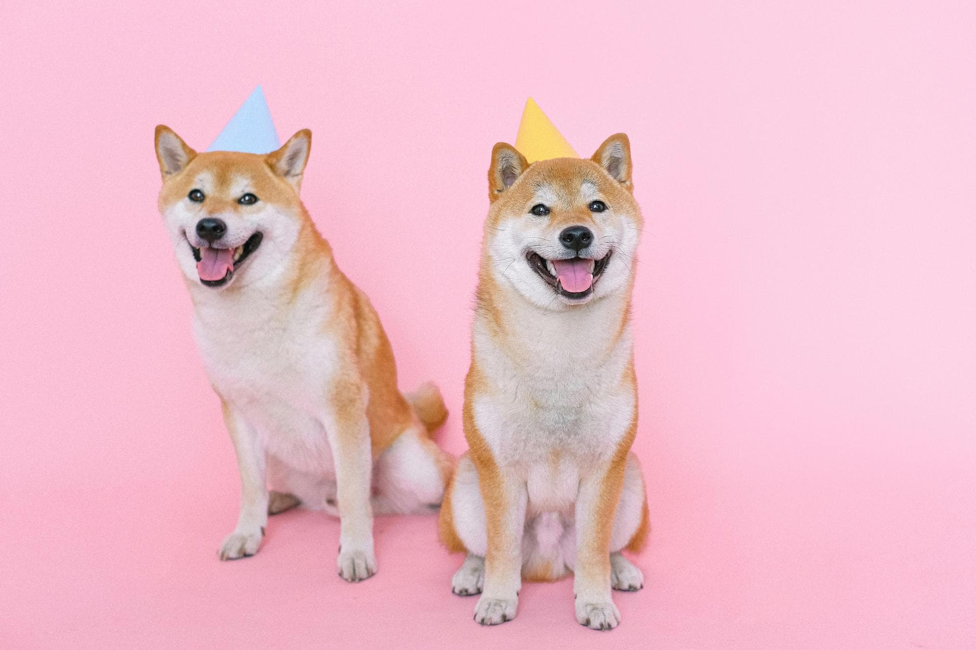 Dog & Cat Vets in Birmingham